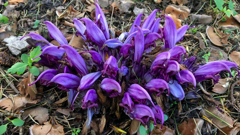 Cluster of violet flowers growing directly from the ground