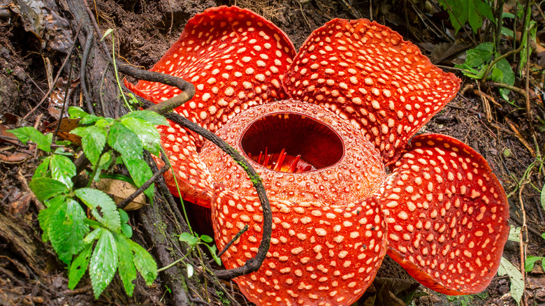 Enormous red rafflesia flower growing on the ground