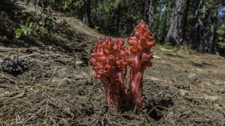 Bright red snow plant flowers bursting from the ground