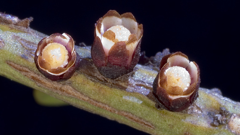 Three stemsucker flower buts growing from a plant stem