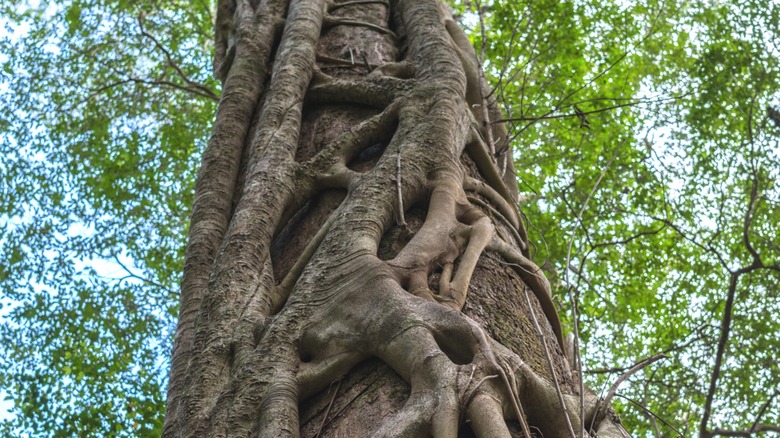 Strangler fig roots encasing a tree trunk