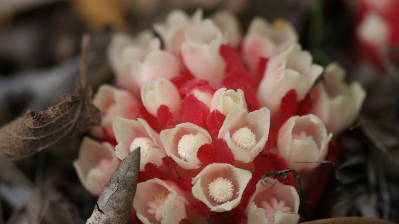 Closeup of red and white cytinus flowers