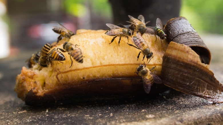 bees bananas