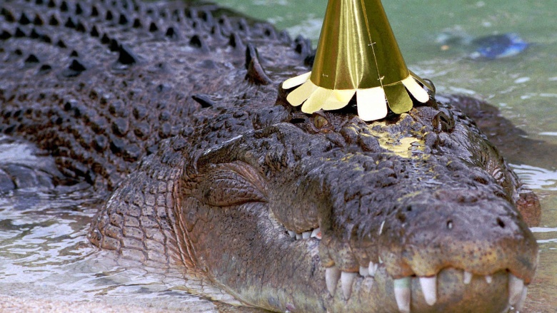 crocodile