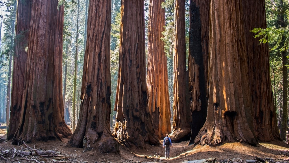 Man walking into a grove of California giant redwoods 