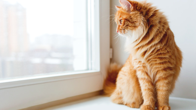 Cat looking out the window