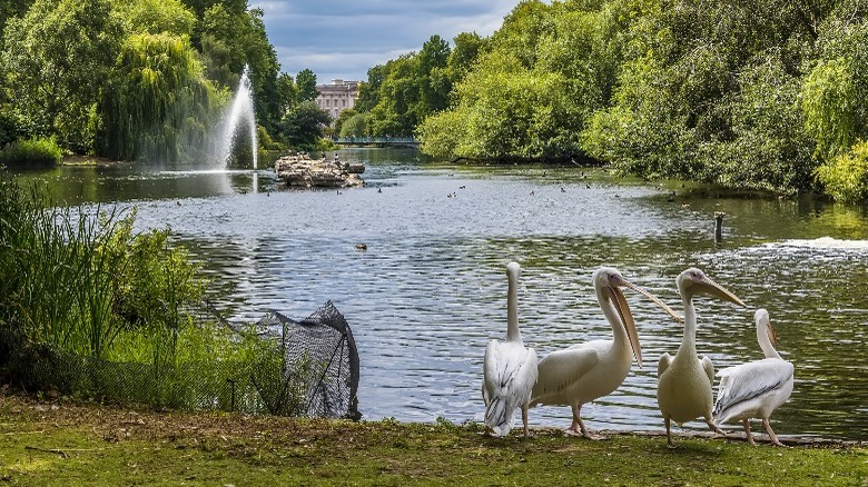 Pelicans at St. James's Park lake