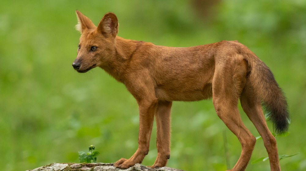 dhole