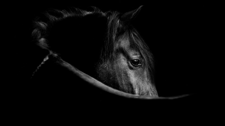 black horse on a black background