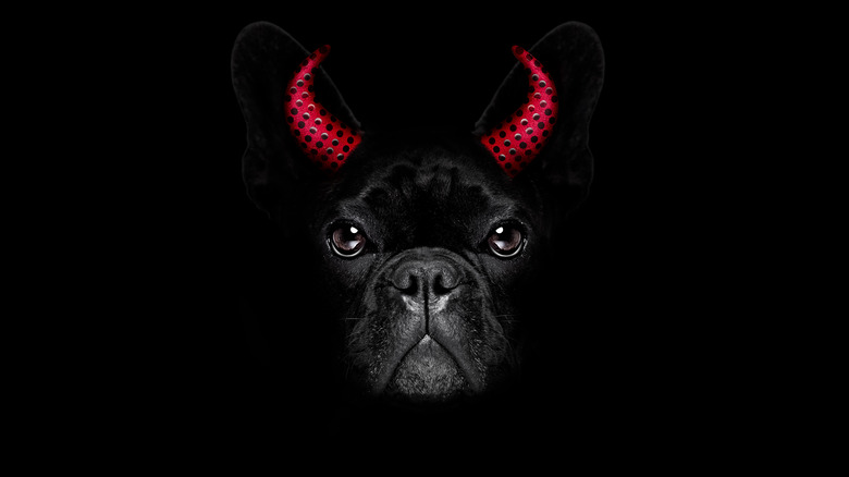 black dog with demon horns