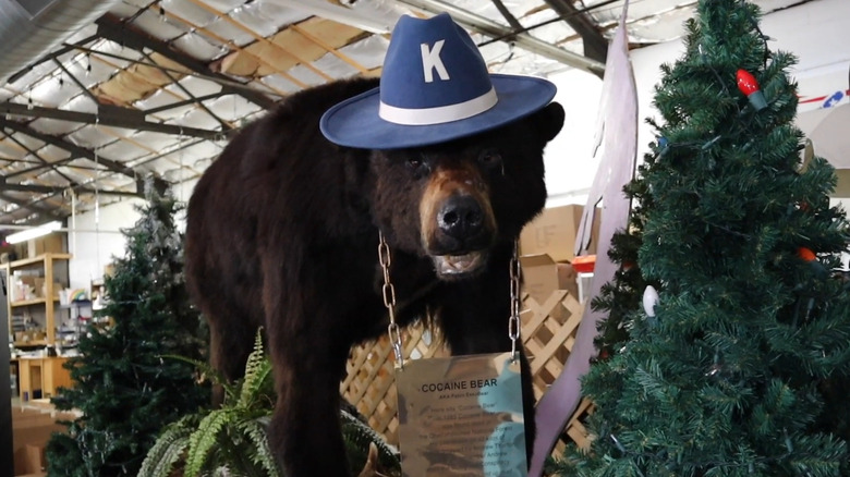 Bear taxidermy