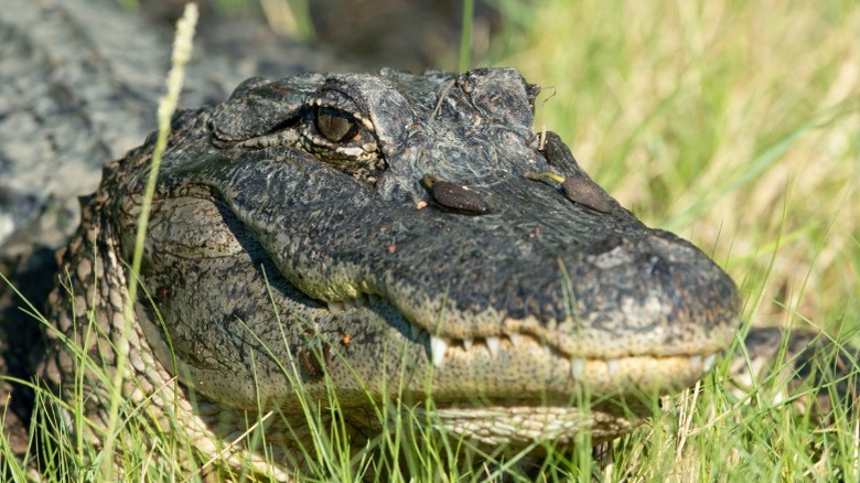American alligator head closeup