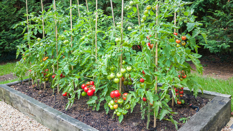 Tomato plant