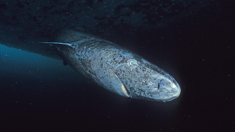 Greenland shark under water