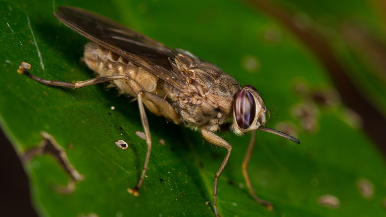 tsetse fly on green leaf