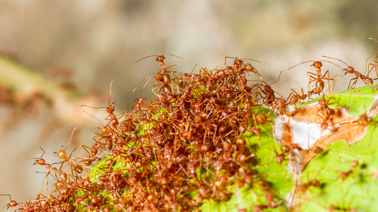 red fire ants on green leaf