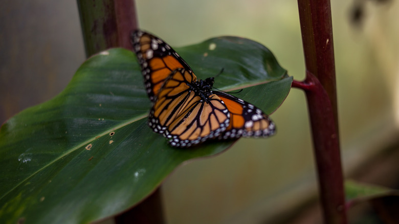 Monarch butterfly on green leaf