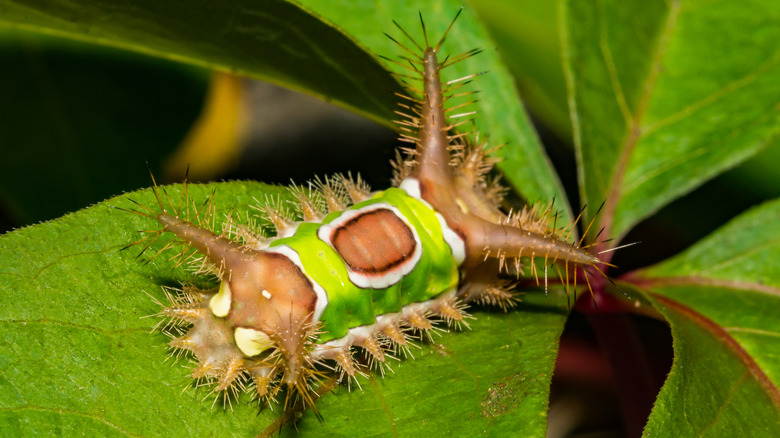  saddleback caterpillar on green leaf