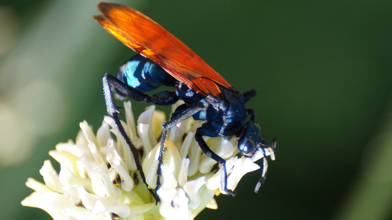 tarantula hawk on white flower