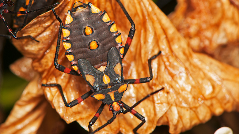 kissing bug on brown background