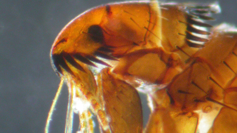 up close of a flea