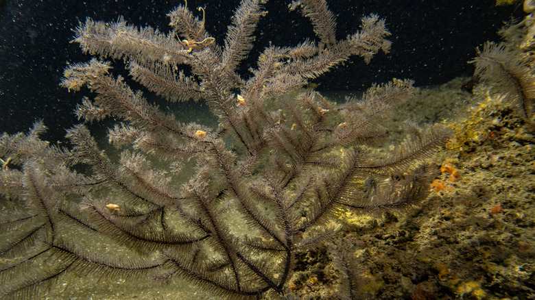 Feathery black coral