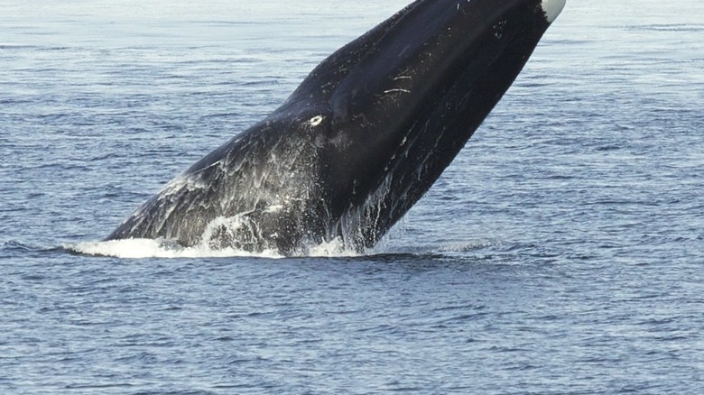 Bowhead whale breaching sea surface