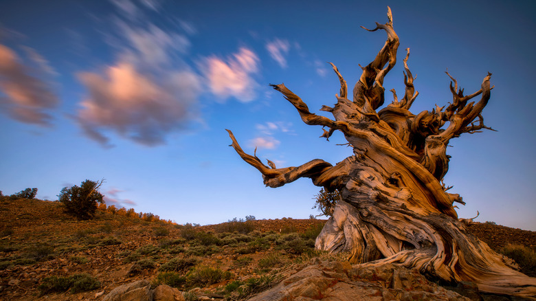 bristlecone pine on a hillside