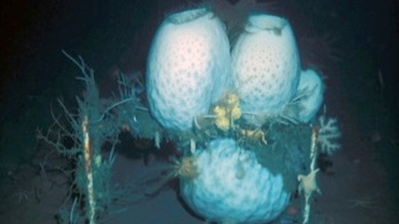 Antarctic glass sponges