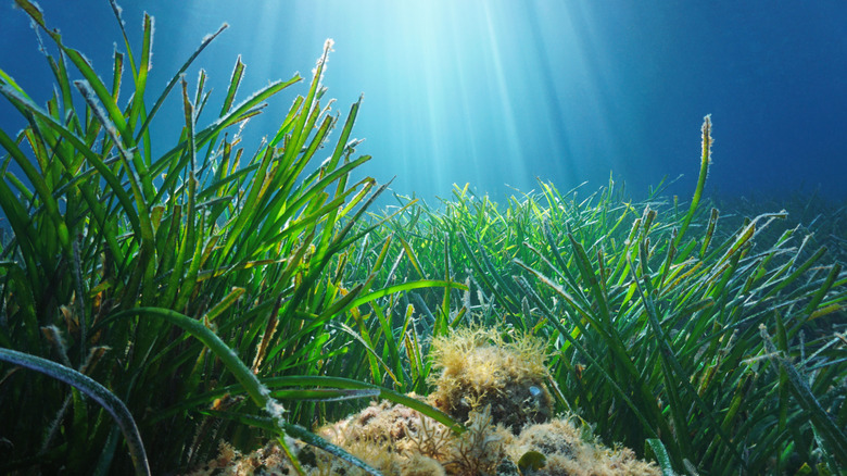 Seagrass on sea floor