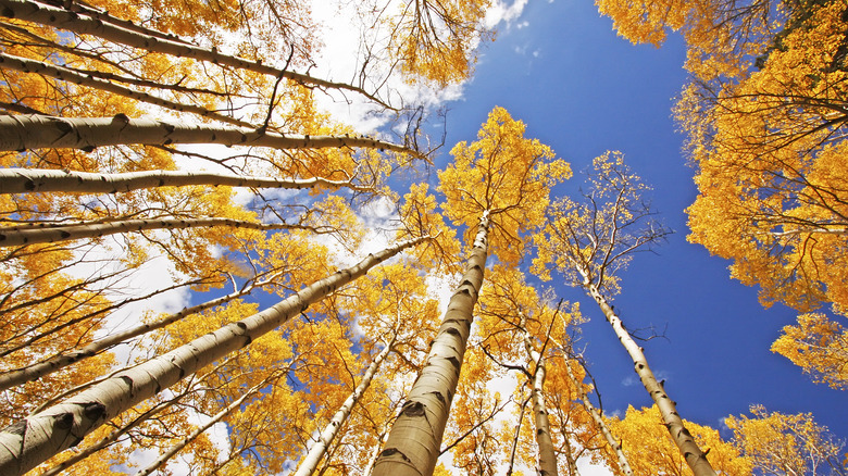 Quaking Aspen trees with yellow fall colors.