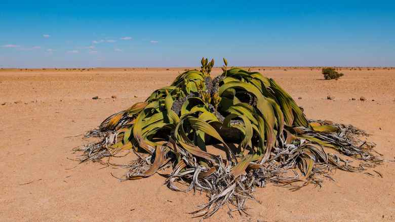 Welwitschia growing in Namib Desert