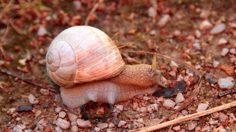 white snail on gravel