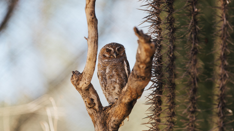 elf owl sleeping in a tree