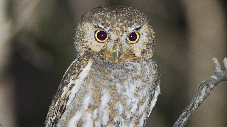 elf owl sitting on branch