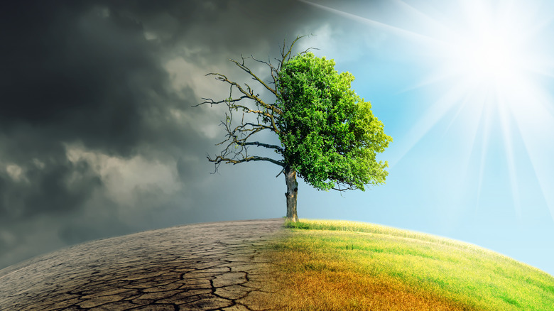 Tree and ground drying out to show climate change