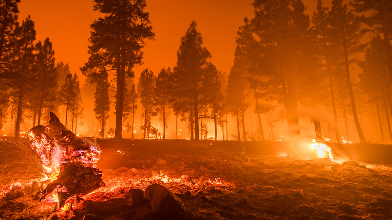 This modern-day forest fire is nothing compared to Peshitigo