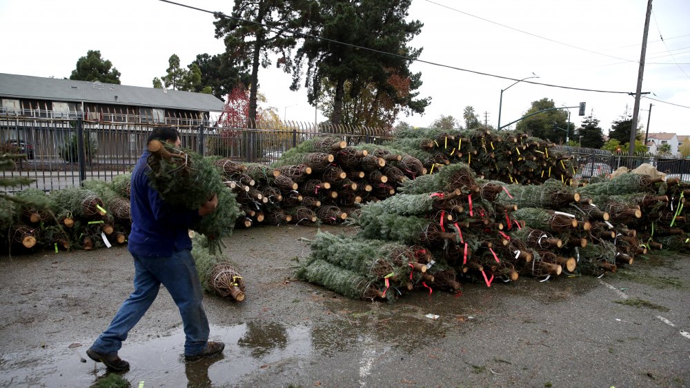 Unloading Christmas trees