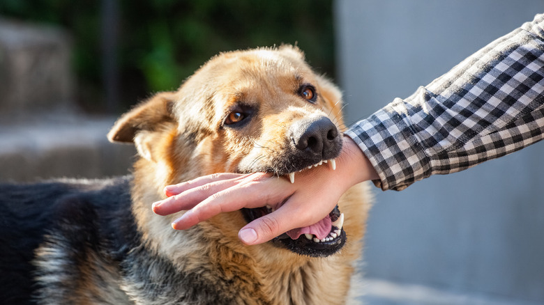 a German Shepherd biting a man's hand