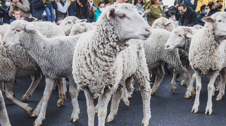 a flock of sheep in a city