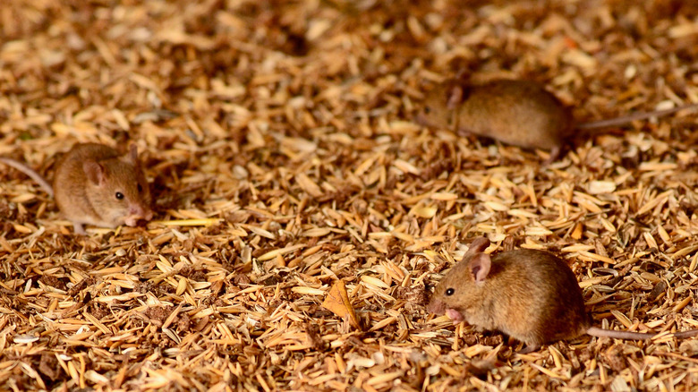 Wild mice in a group