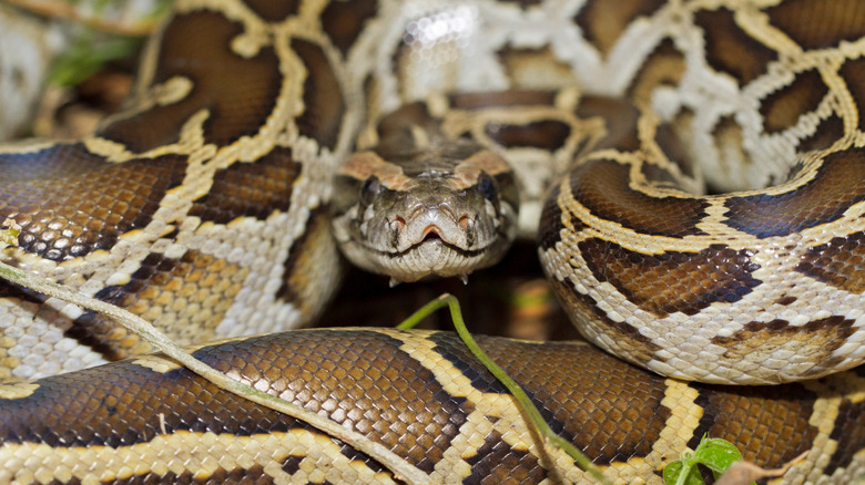 A coiled Burmese python