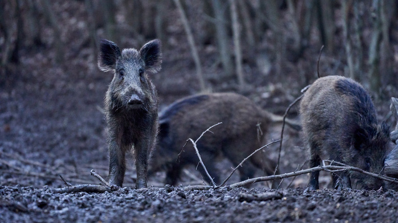 Wild hogs in the woods