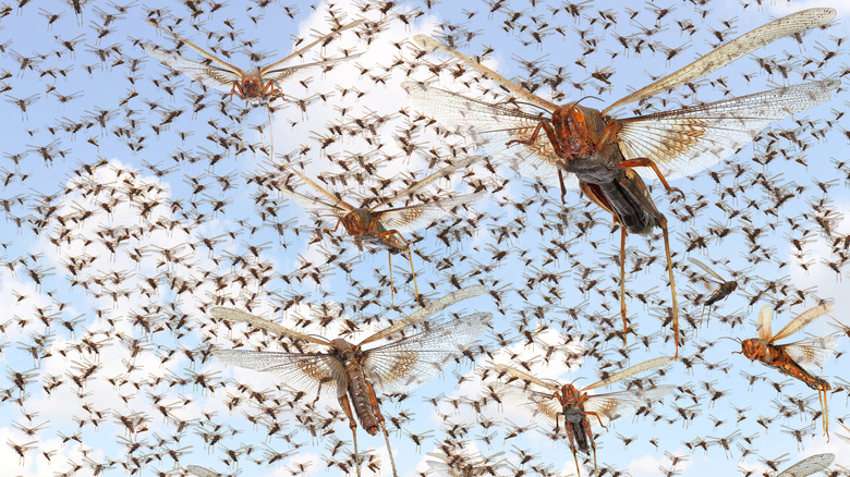 A locust swarm filling the sky