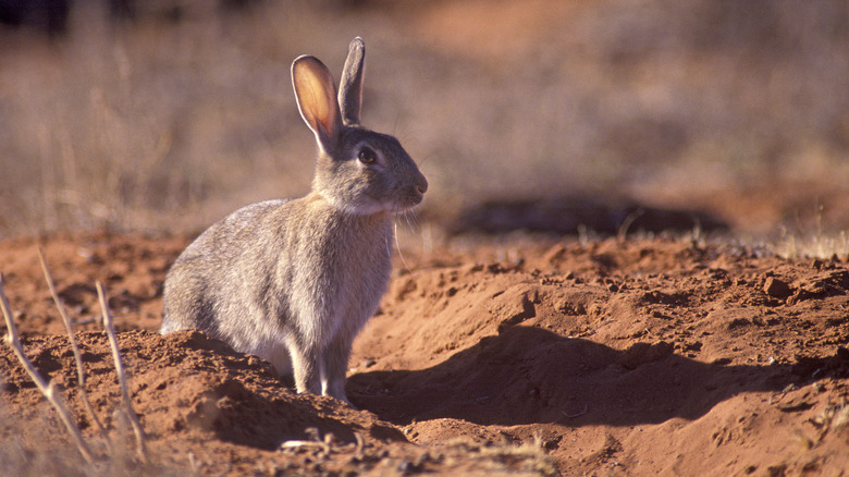 A wild rabbit in the Australian outback