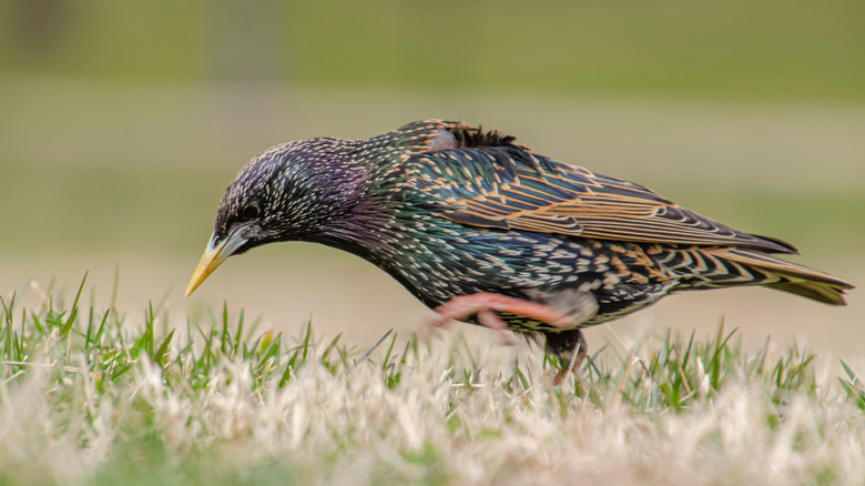 A starling stocks across the landscape