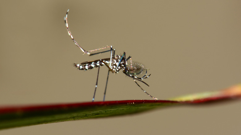 An Asian Tiger Mosquito on a branch