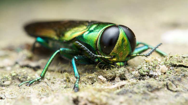 An Emerald Ash Borer on the ground