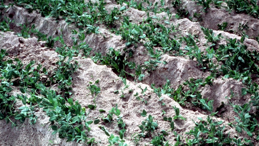 Pea field covered in ash