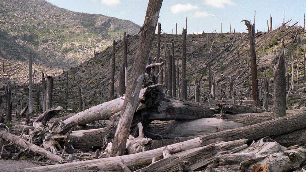 Trees felled by the eruption